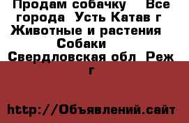 Продам собачку  - Все города, Усть-Катав г. Животные и растения » Собаки   . Свердловская обл.,Реж г.